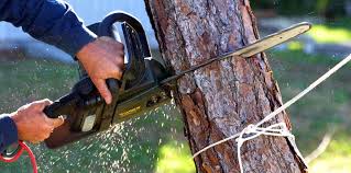 Best Tree Trimming and Pruning  in Charles Town, WV