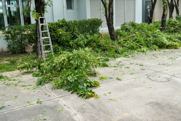 Best Tree Mulching  in Charles Town, WV