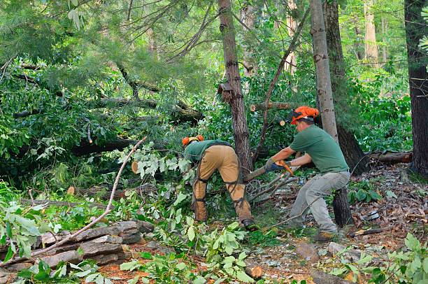 Best Tree Cabling and Bracing  in Charles Town, WV